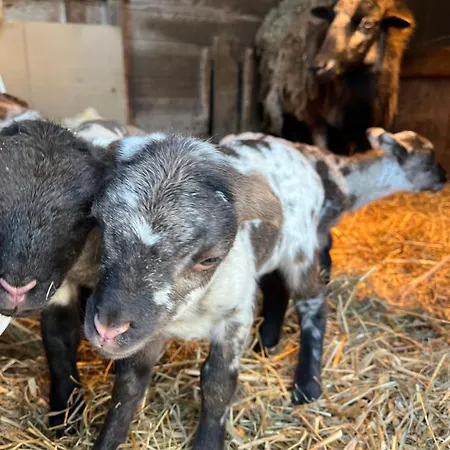 Apartment Du Saut Des Cuves