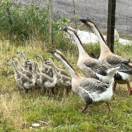 Apartment Du Saut Des Cuves Xonrupt-Longemer