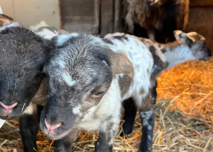 Apartment Du Saut Des Cuves