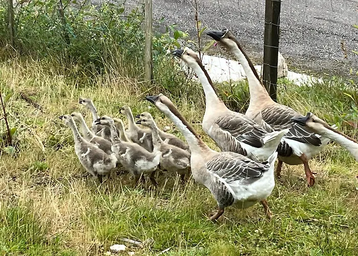 Apartment Du Saut Des Cuves Xonrupt-Longemer